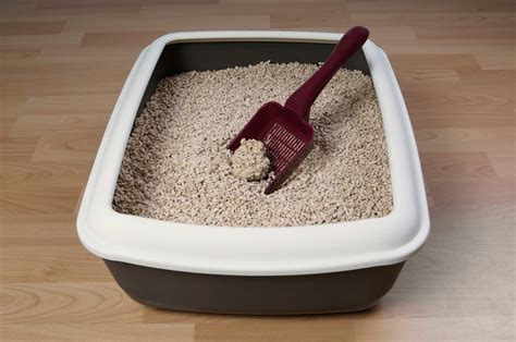 How to Set Up Your Cat’s Litter Boxes to Prevent Potty Accidents