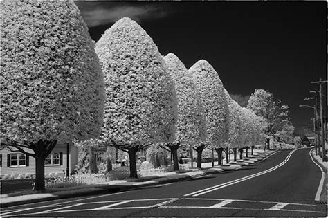 How to Shoot Digital Infrared Photography Shutterbug