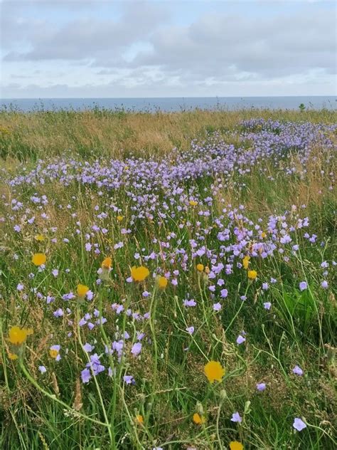 How to Spend a Fun Day at Hengistbury Head in Dorset - Where …