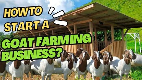 How to Start Dairy Goat Farming Business - ROYS FARM