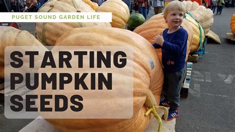 How to Start Pumpkin Seeds - YouTube