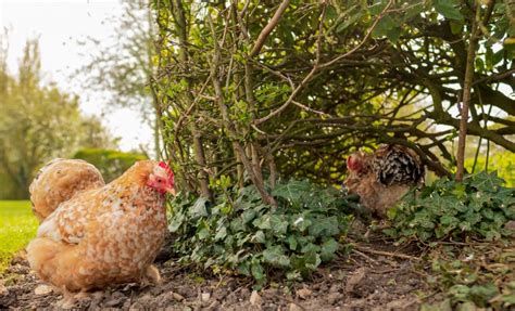 How to Start Raising Chickens: Five Welfare Needs