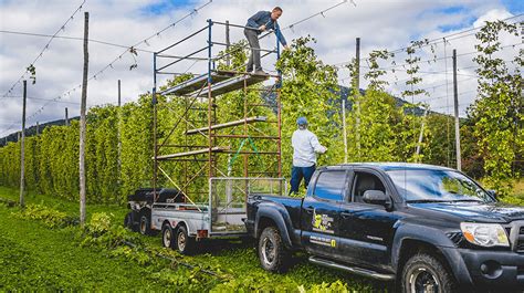 How to Start a Hop Farm - Small Business Trends