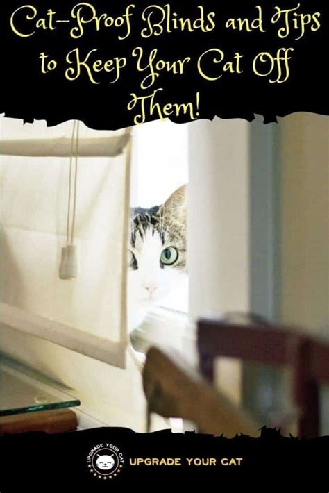 How to Stop Cats from Messing with Blinds? [Comprehensive …