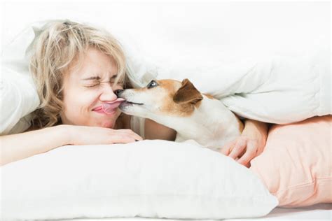 How to Stop Pets From Ruining Your Sleep Dog Waking Up at Night