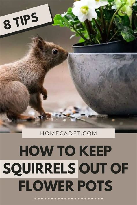 How to Stop Squirrels From Digging in Flower Pots Garden Guides