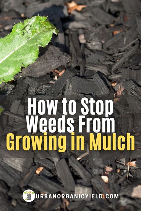 How to Stop Weeds From Growing Through Mulch