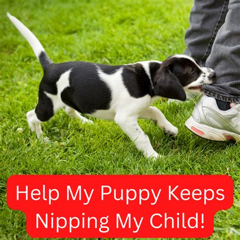 How to Stop Your Dog From Nipping When Excited (7 Simple …