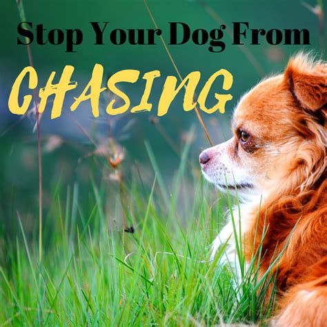 How to Stop Your Dog from Chasing Wildlife - FIGO