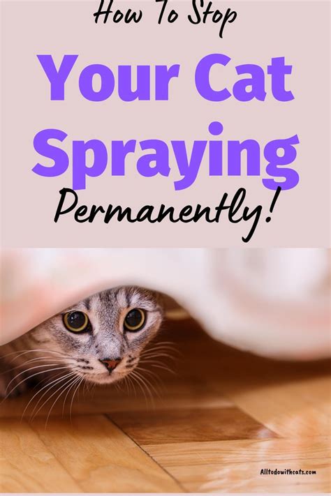 How to Stop a Cat spraying (when you