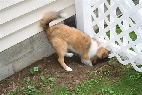 How to Stop a Dog from Digging Under the Fence 8 Steps
