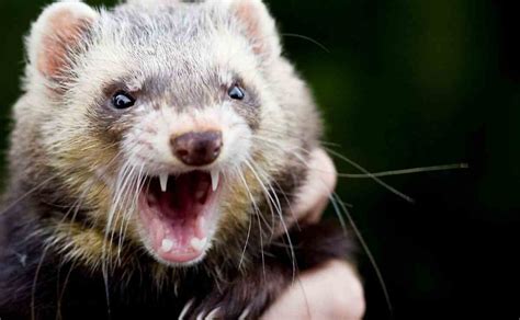 How to Stop a Ferret From Biting? - The Ferret Squad