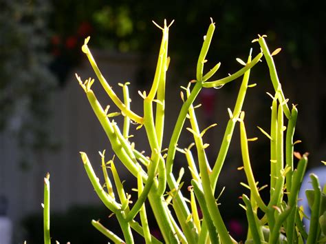 How to Successfully Grow Pencil Cactus: A Field Guide to …