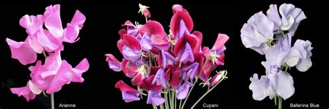 How to Successfully Grow Sweet Peas from Seed Eagle …