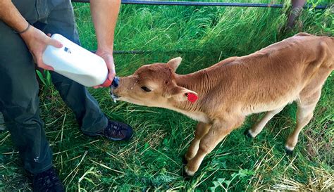 How to Successfully Raise Bottle Calves - Hobby Farms