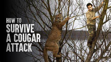 How to Survive a Cougar Attack - YouTube