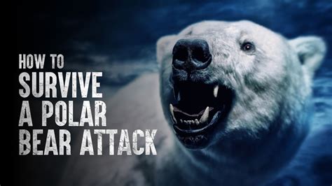 How to Survive a Polar Bear Attack - YouTube