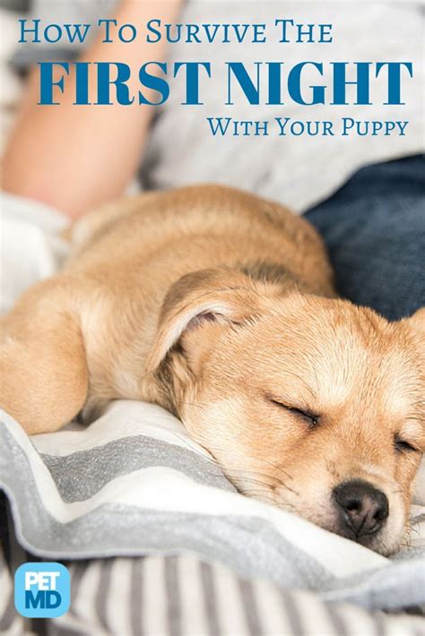 How to Survive the First Night with a New Puppy