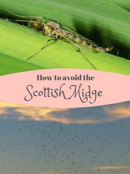 How to Survive the Midges in Scotland - outdoorscott.com