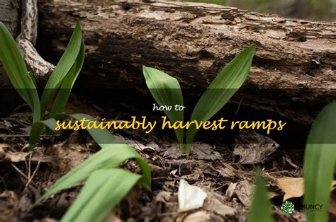 How to Sustainably Harvest Ramps Wild + Whole