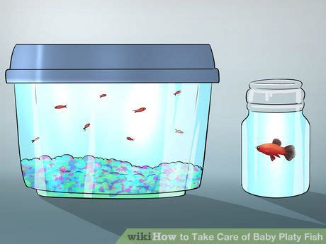 How to Take Care of Baby Platy Fish: 9 Steps (with Pictures)