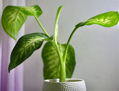 How to Take Care of Dieffenbachia Plant Care and Tips