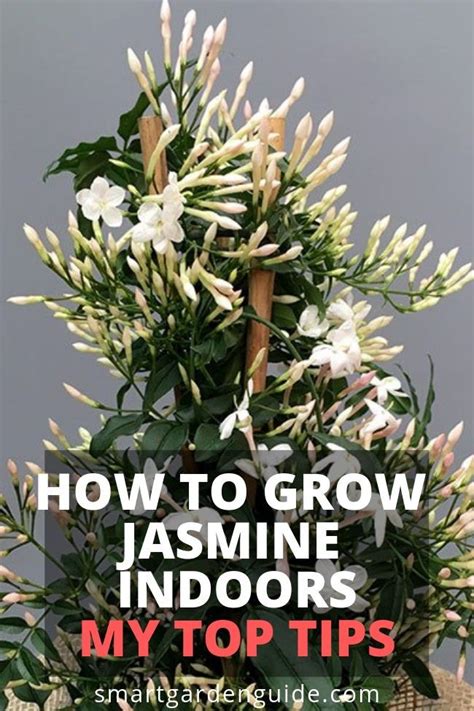 How to Take Care of Jasmine Plant Indoor for Entire Year