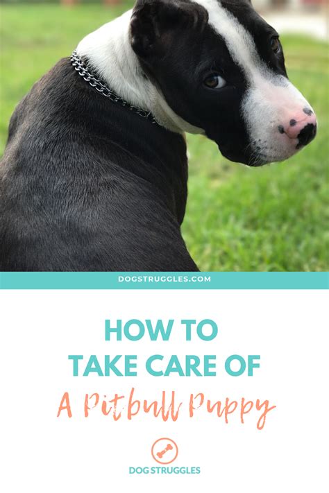 How to Take Care of a Pitbull Puppy in [2024] - DogStruggles