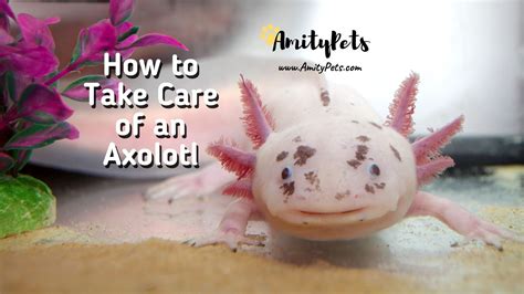 How to Take Care of an Axolotl: Complete Guide • Fantaxies