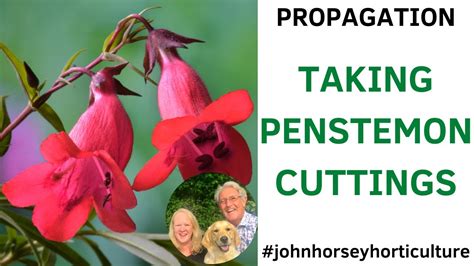 How to Take Cuttings from Penstemon Plants - Perennial …