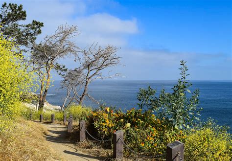 How to Take the La Jolla Coast Walk Trail & What You’ll …