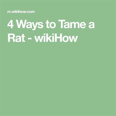 How to Tame a Rat (with Pictures) - wikiHow