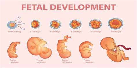 How to Teach Baby in the Womb & What do they Learn - FirstCry Parenting