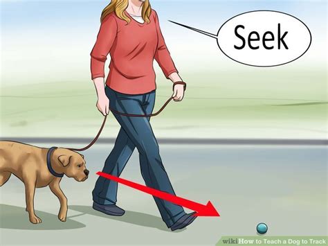 How to Teach a Dog to Track: 14 Steps (with Pictures)