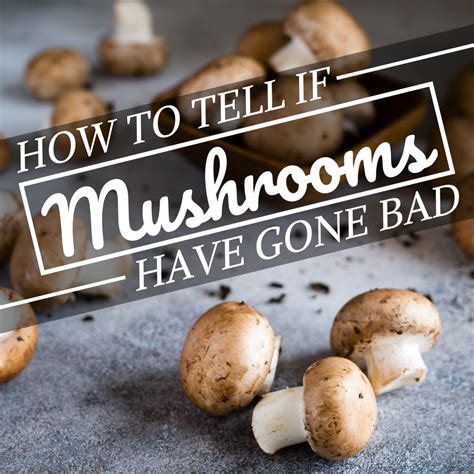 How to Tell If Mushrooms Are Bad A …