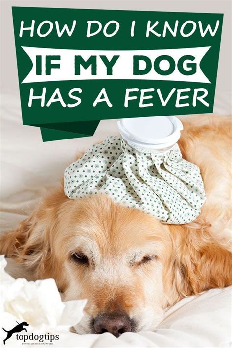 How to Tell If Your Dog Has a Fever Martha Stewart