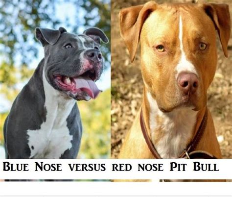 How to Tell If Your Puppy Is a Blue Nose/Red Nose Pit Bull - Cuteness…