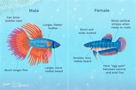 How to Tell Male vs Female Betta Fish Gender? (9 …