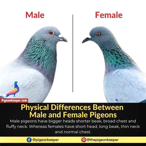 How to Tell the Difference Between Male and …