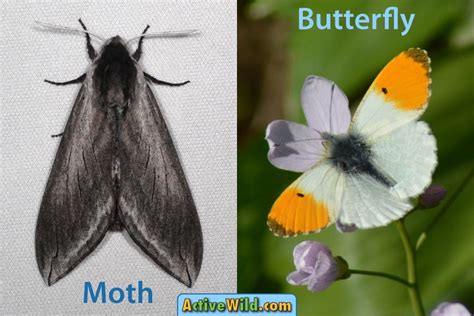 How to Tell the Difference Between a Butterfly and a Moth. 