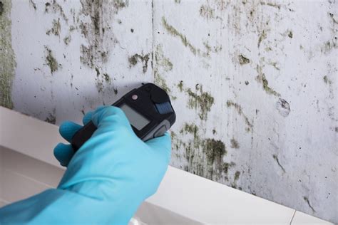 How to Test for Mold in Your Home Enviropure Home Services