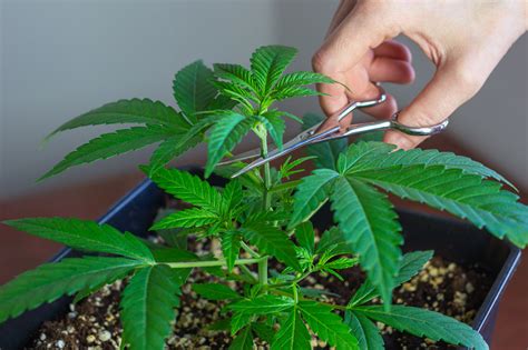 How to Top a Marijuana Plant - A Guide - Crop King Seeds