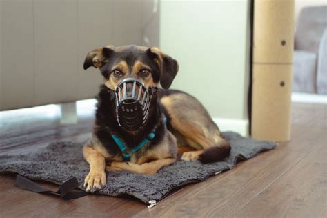 How to Train Your Dog to Wear a Muzzle - PetHelpful