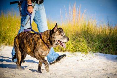 How to Train a Brindle Pit Bull Cuteness