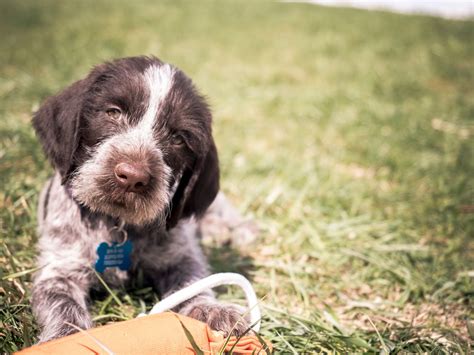 How to Train a German Wirehaired Pointer? The Dog Central