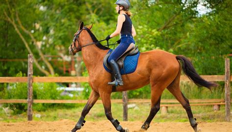 How to Train a Horse to Dance Pets on Mom.com