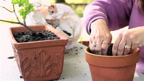 How to Transplant Geraniums From Outdoors to Indoors