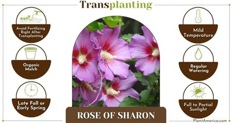 How to Transplant Rose of Sharon Successfully: Essential Tips