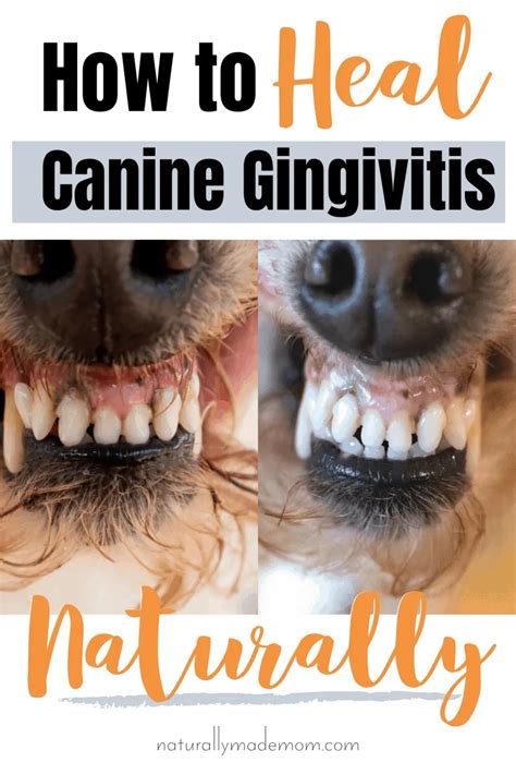 How to Treat Canine Gingivitis with Home Remedies