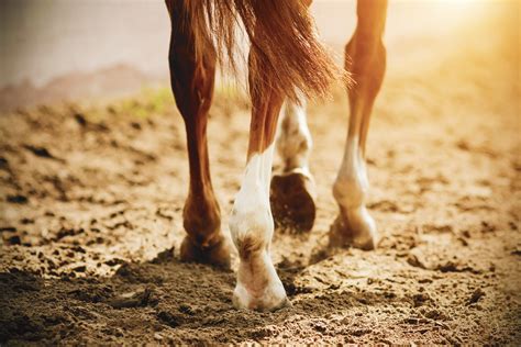 How to Treat Capped Hocks in Horses - Horse and Rider